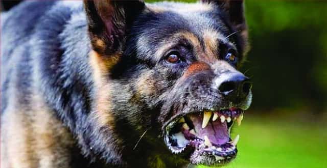 aggressive dog repellent aggressive dog repellent